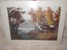 Vintage "Lesser Yellow Legs" Print - Unframed (514)