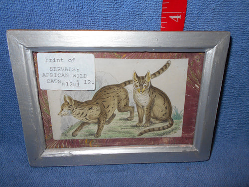 Vintage Print of Servals: African Wild Cats (553)