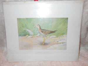 Vintage Upland Plover Print - Unframed (515)