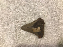 Vintage Shark Tooth (?)  #1024