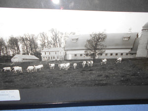 Vintage Photograph "It's Nice To See A Herd of Cattle Outside" - Framed (550)