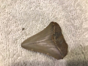 Vintage Shark Tooth (?)  #1024