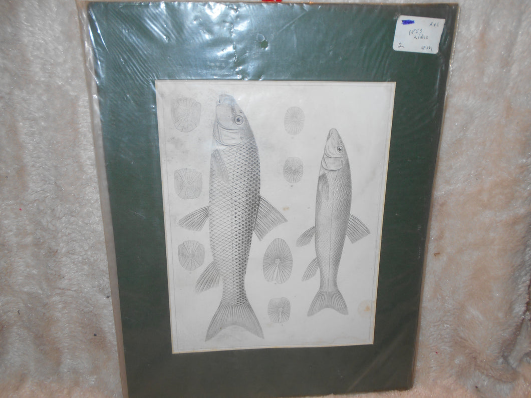 Antique 1853 Fish Litho Unframed (511)