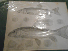 Antique 1853 Fish Litho Unframed (511)