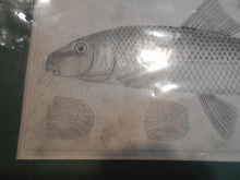 Antique 1853 Fish Litho Unframed (511)