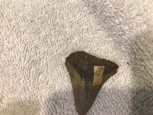 Vintage Shark Tooth (?)  #1024