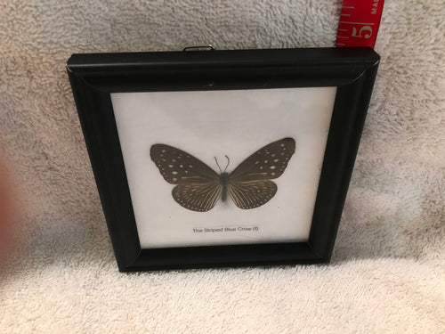 Framed Butterfly: Striped Blue Crow Butterfly (10e)