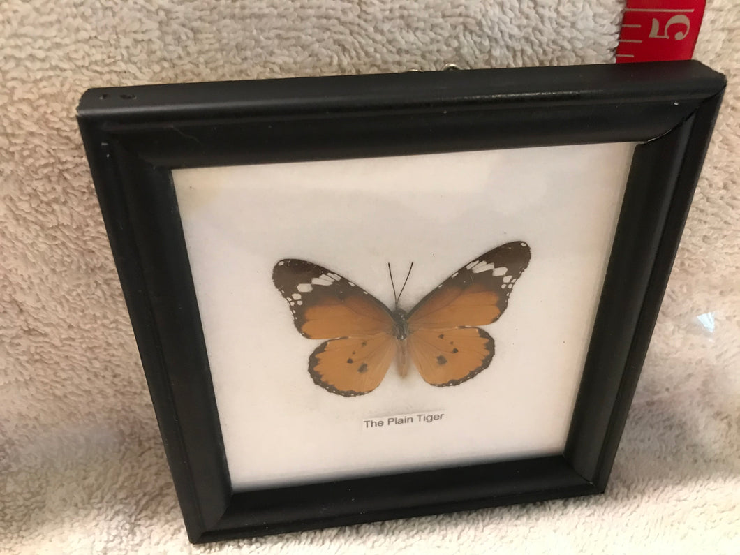 Framed Butterfly:  The Plain Tiger Butterfly (7e)