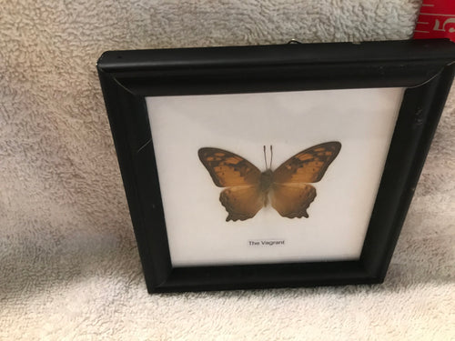 Framed Butterfly:  The Vagrant (2e)