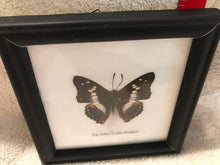 Framed Butterfly: The Indian Purple Emperor Butterfly (502)