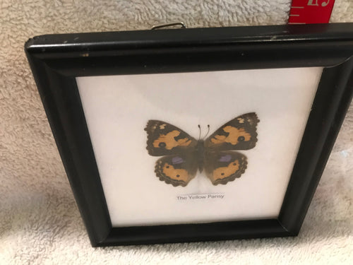 Framed Butterfly:  The Yellow Pansy Butterfly (5e)